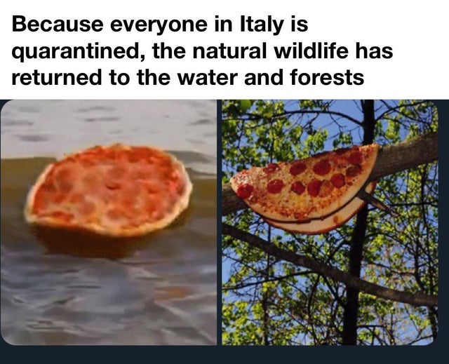 Because everyone in Italy is quarantined, the natural wildlife has returned to the water and forests