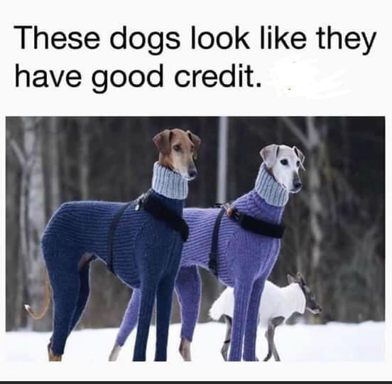 these dogs look like the villains - These dogs look they have good credit.