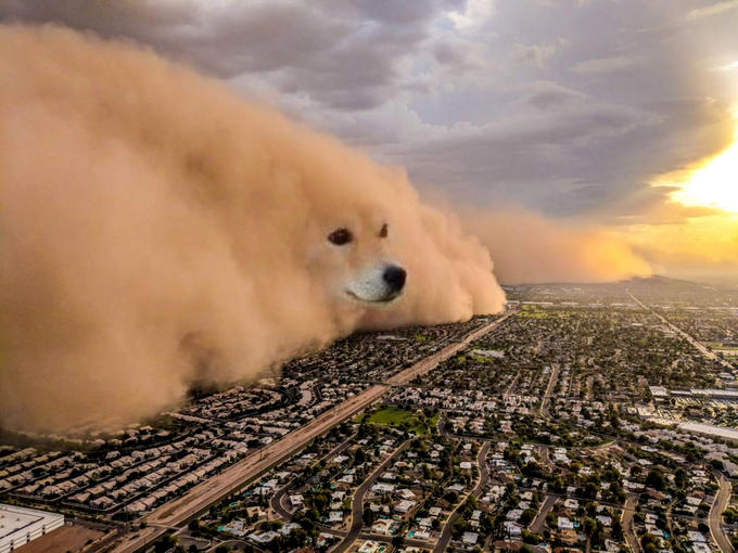 meme template - zoom background - doge sandstorm