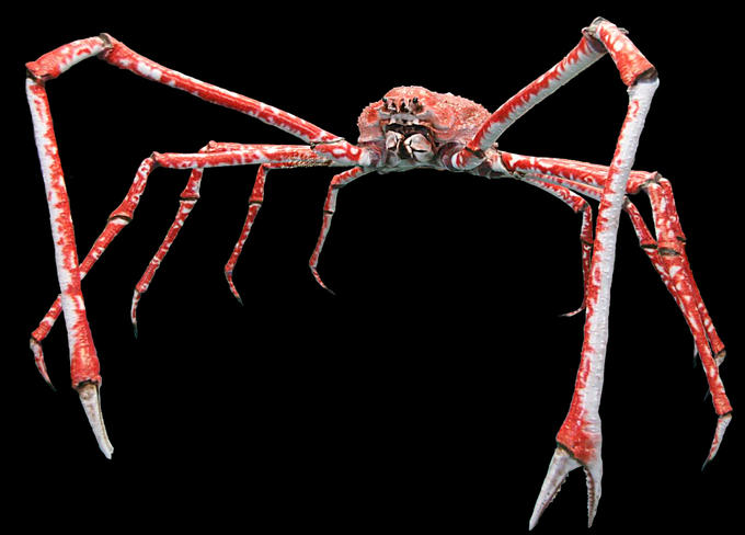 meme template - zoom background - pokemon japanese spider crab