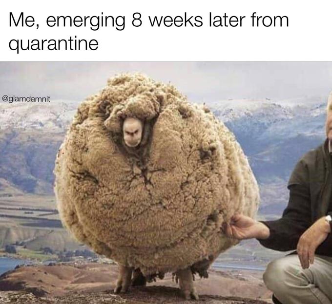 shrek the sheep - Me, emerging 8 weeks later from quarantine