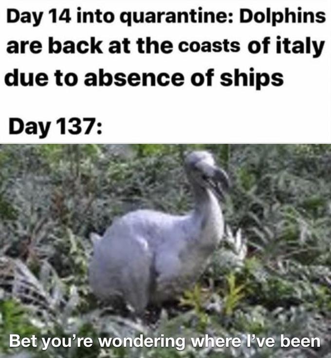 dodo - Day 14 into quarantine Dolphins are back at the coasts of italy due to absence of ships Day 137 Bet you're wondering where I've been