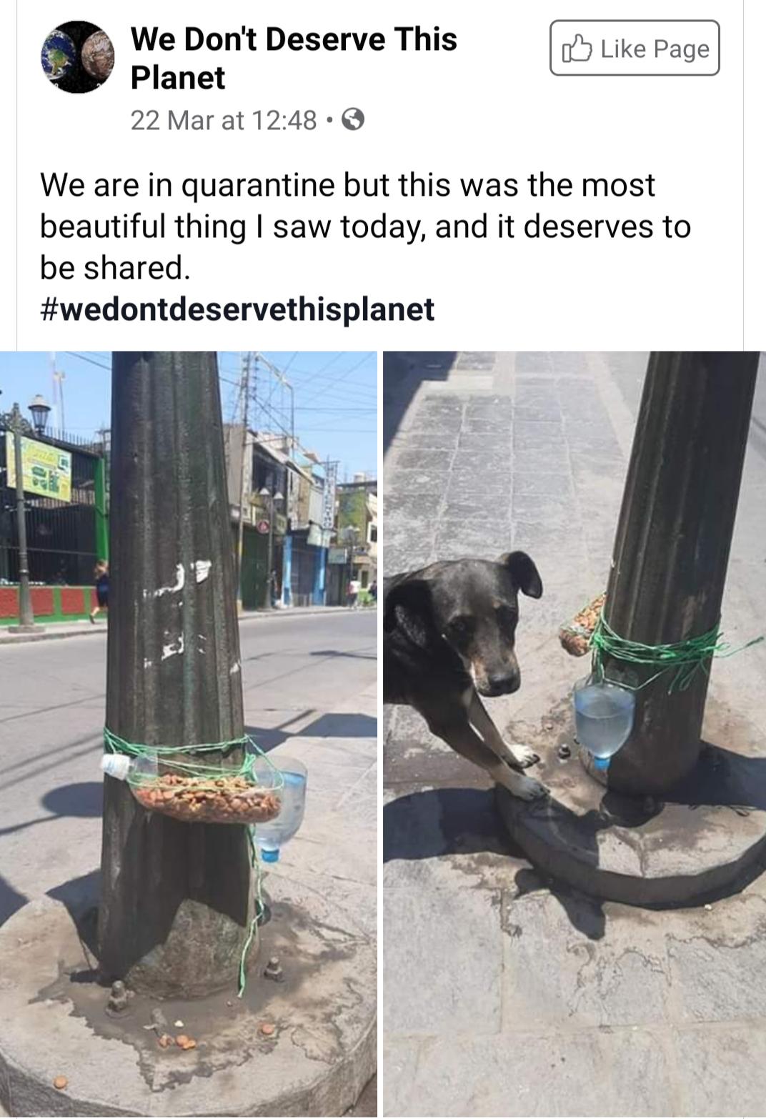 dog - Page We Don't Deserve This Planet 22 Mar at We are in quarantine but this was the most beautiful thing I saw today, and it deserves to be d.