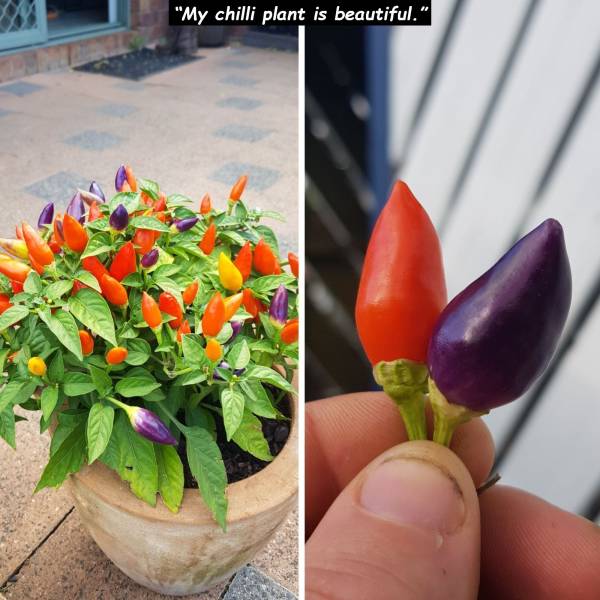 bird's eye chili - "My chili plant is beautif "My chilli plant is beautiful."
