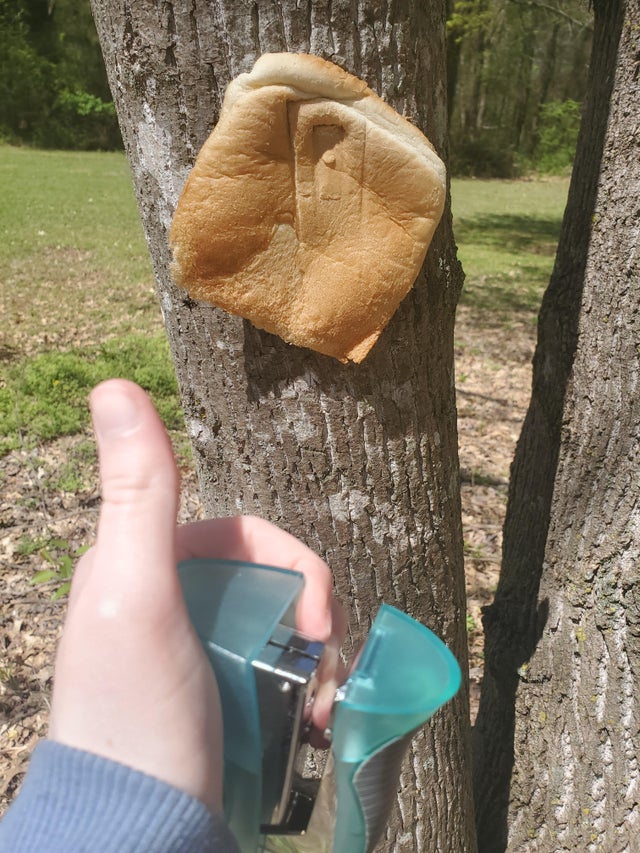 large slice of bread stapled to a tree