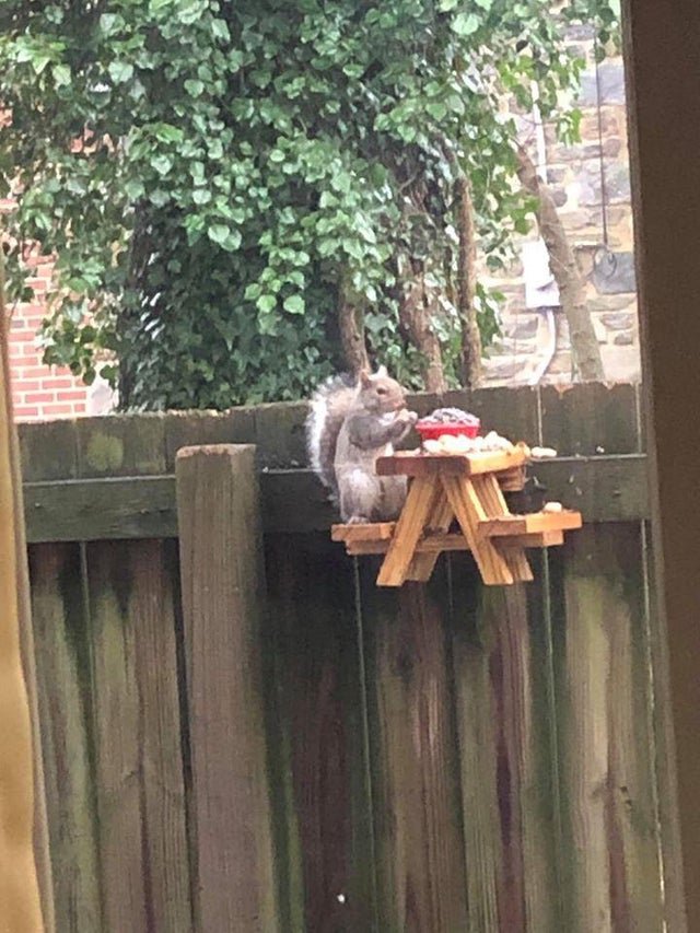 squirrel eating lunch at a little picnic table made for him