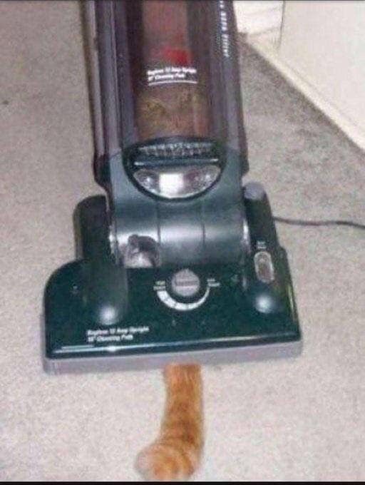 cat inside vacuum cleaner