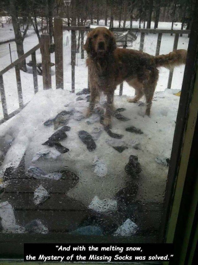 funny snow dog memes - "And with the melting snow, the Mystery of the Missing Socks was solved."