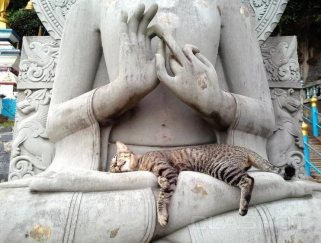cat buddha lap
