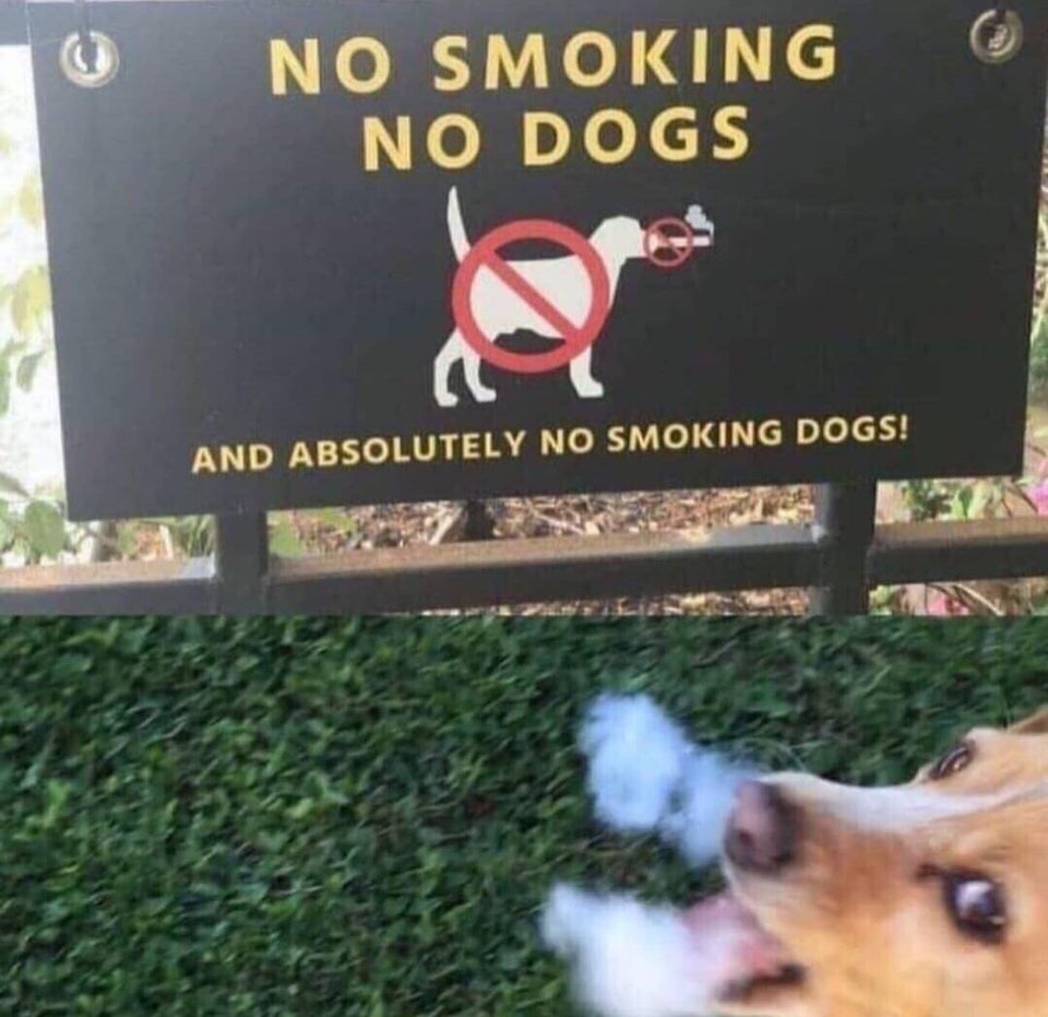 blursed doggo - No Smoking No Dogs And Absolutely No Smoking Dogs!