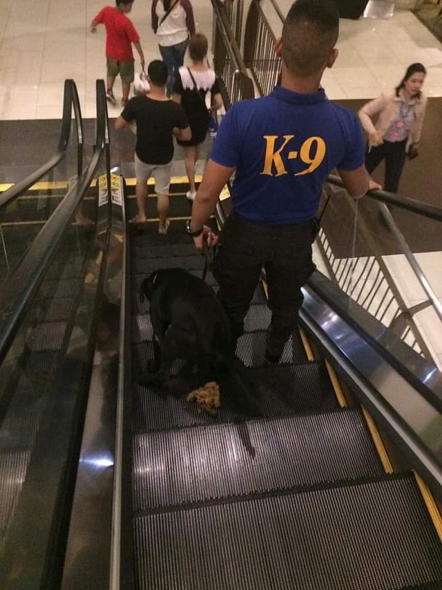 dog pooping on escalator - K9