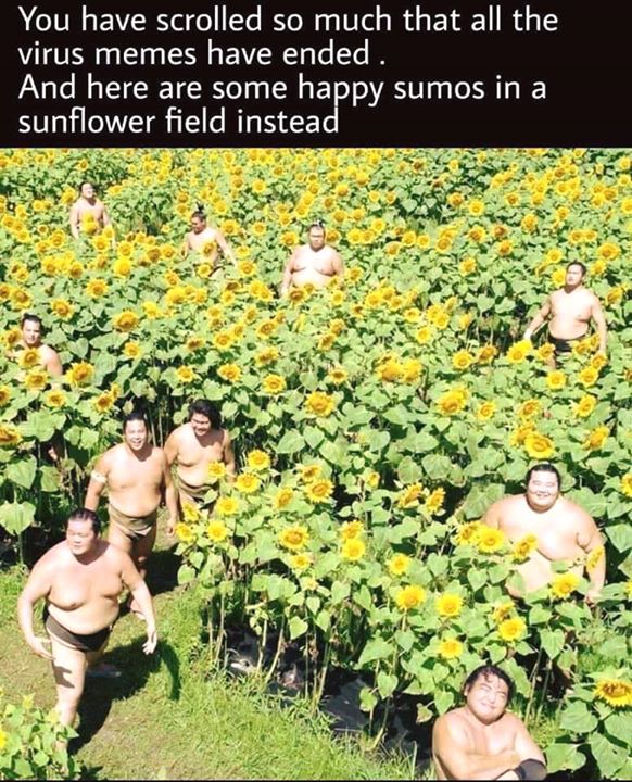 sumo wrestlers in sunflower field - You have scrolled so much that all the virus memes have ended. And here are some happy sumos in a sunflower field instead