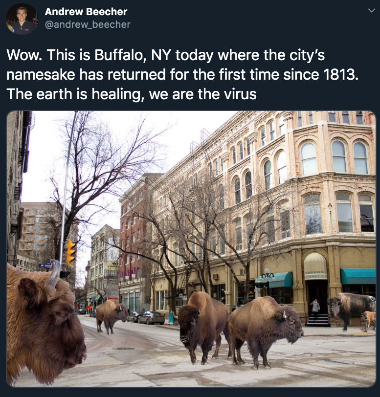 Wow. This is Buffalo, Ny today where the city's namesake has returned for the first time since 1813. The earth is healing, we are the virus