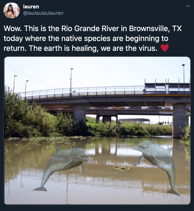 Wow. This is the Rio Grande River in Brownsville, Tx today where the native species are beginning to return. The earth is healing, we are the virus.