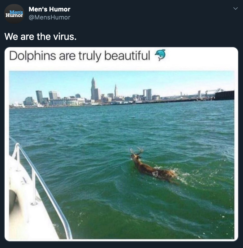 We are the virus. Dolphins are truly beautiful