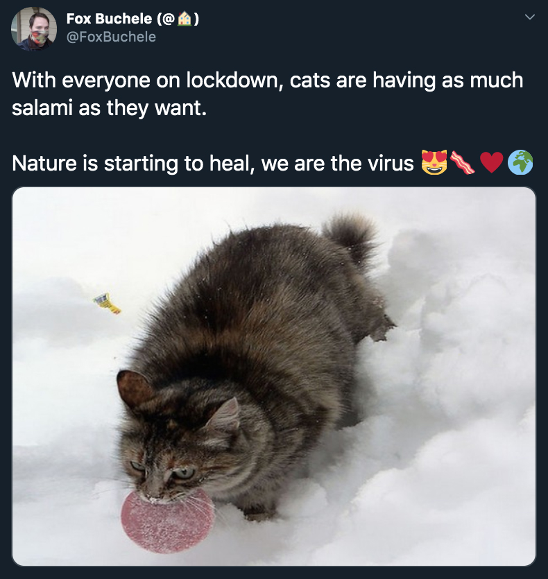 cats can have a little salami - With everyone on lockdown, cats are having as much salami as they want. Nature is starting to heal, we are the virus
