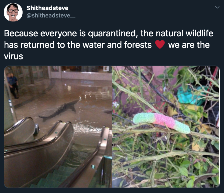 Because everyone is quarantined, the natural wildlife has returned to the water and forests we are the virus