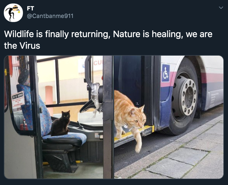 cat on a bus - Wildlife is finally returning, Nature is healing, we are the Virus