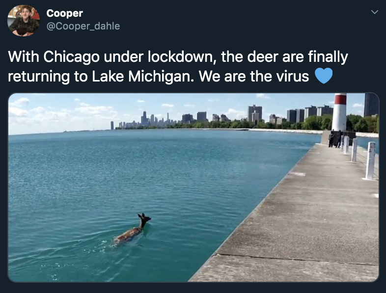 With Chicago under lockdown, the deer are finally returning to Lake Michigan. We are the virus
