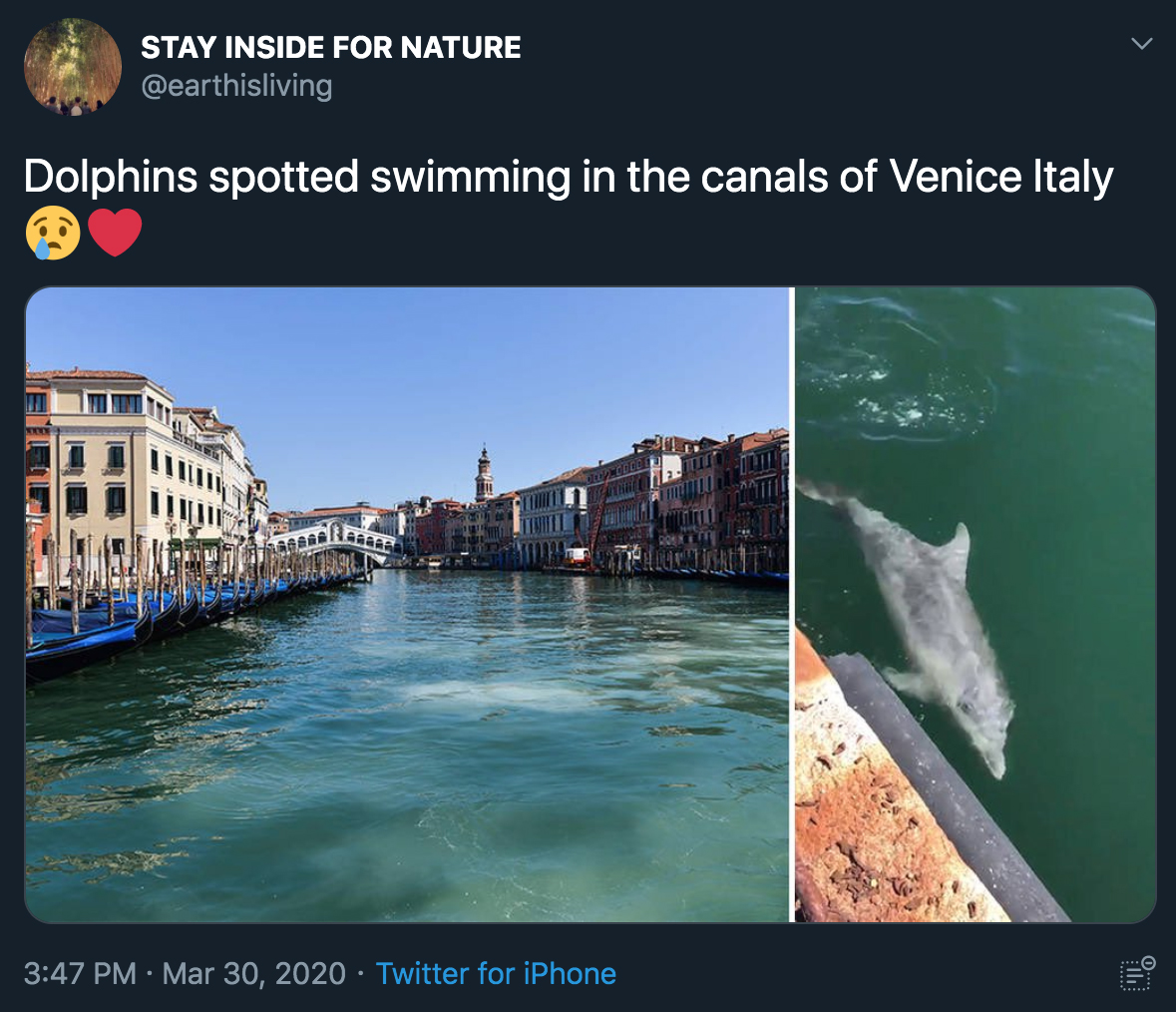 Dolphins spotted swimming in the canals of Venice Italy