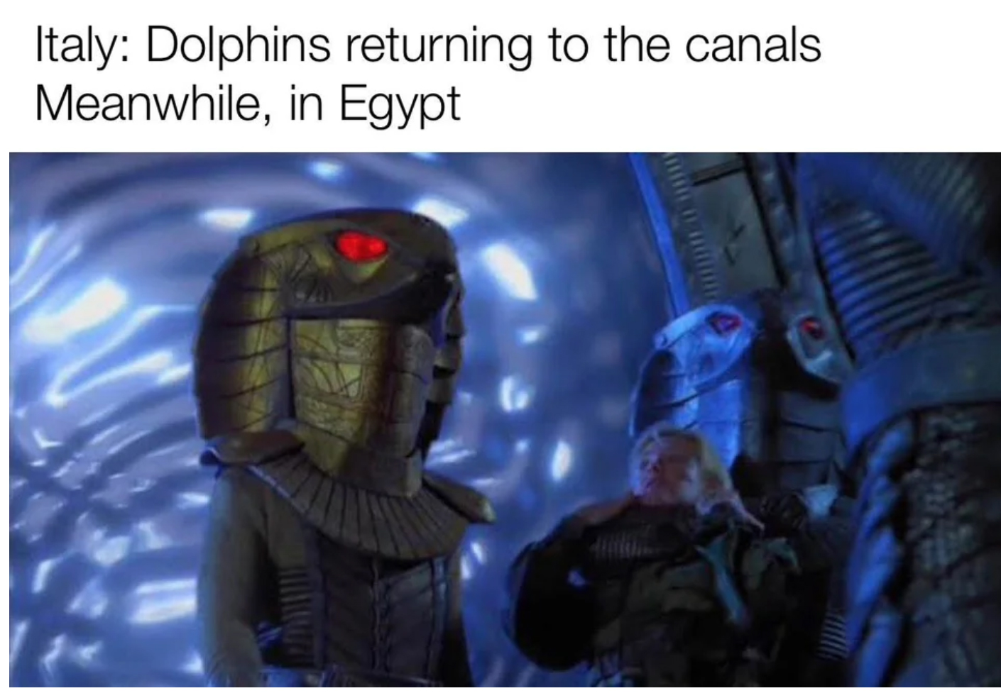 Italy: Dolphins returning to the canals - Meanwhile, in Egypt