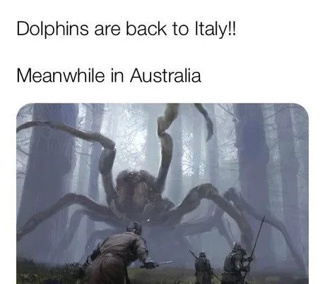 Dolphins are back to Italy!! Meanwhile in Australia