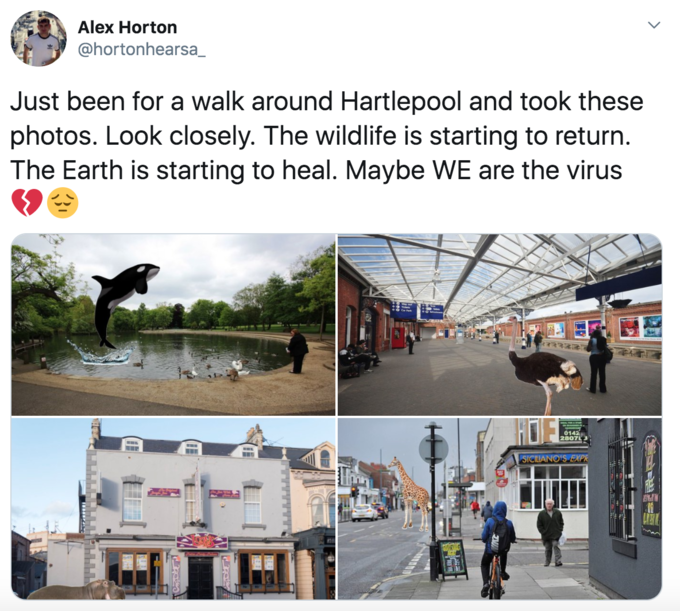 Just been for a walk around Hartlepool and took these photos. Look closely. The wildlife is starting to return. The Earth is starting to heal. Maybe We are the virus
