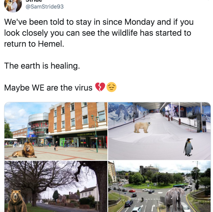 We've been told to stay in since Monday and if you look closely you can see the wildlife has started to return to Hemel. The earth is healing. Maybe we are the virus