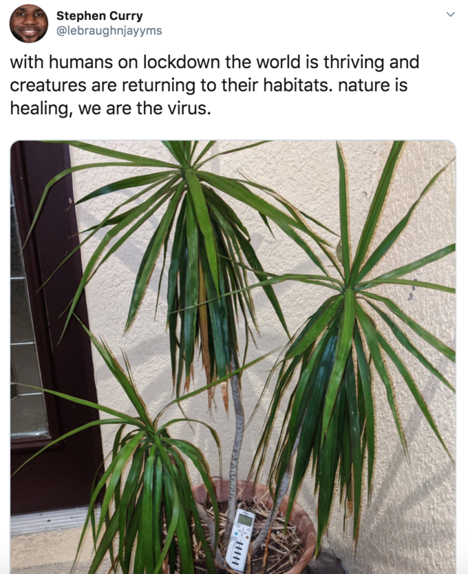 houseplant - with humans on lockdown the world is thriving and creatures are returning to their habitats. nature is healing, we are the virus.