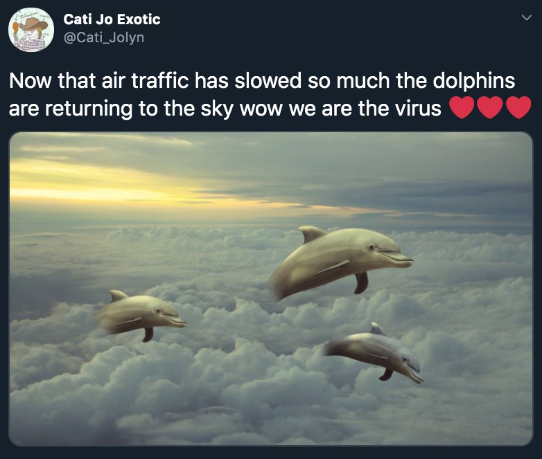 dolphins flying through the sky - now that air traffic has slowed so much the dolphins are returning to the sky wow we are the virus
