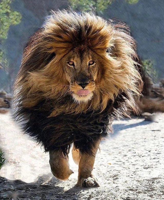 lion with big mane