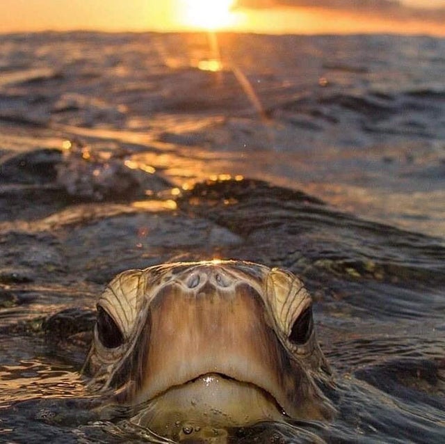 loggerhead turtle sunrise