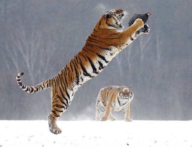 tiger leaping