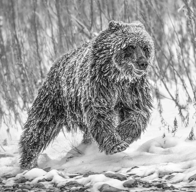 grizzly bear covered in ice