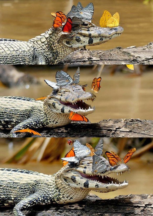 crocodile butterflies