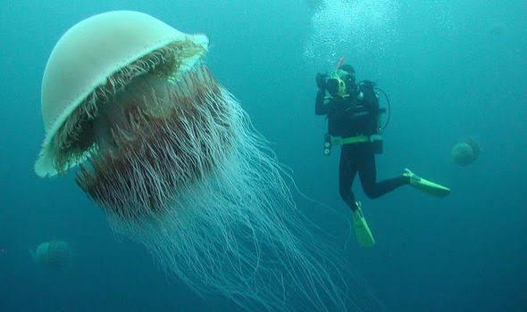 real lion's mane jellyfish