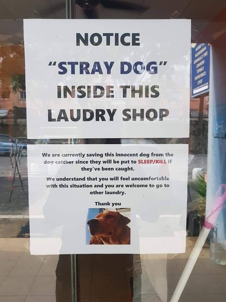 banner - Notice Stray Dog" Inside This Laudry Shop We are currently saving this innocent dog from the dog catcher since they will be put to SleepKill if they've been caught We understand that you will feel uncomfortable with this situation and you are wel