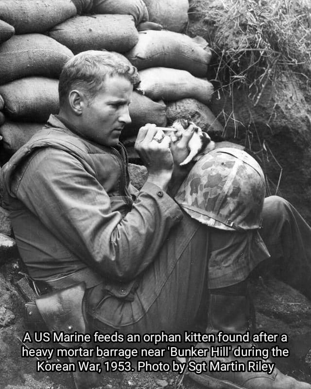 soldier feeding kitten - A Us Marine feeds an orphan kitten found after a heavy mortar barrage near 'Bunker Hill' during the Korean War, 1953. Photo by Sgt Martin Riley