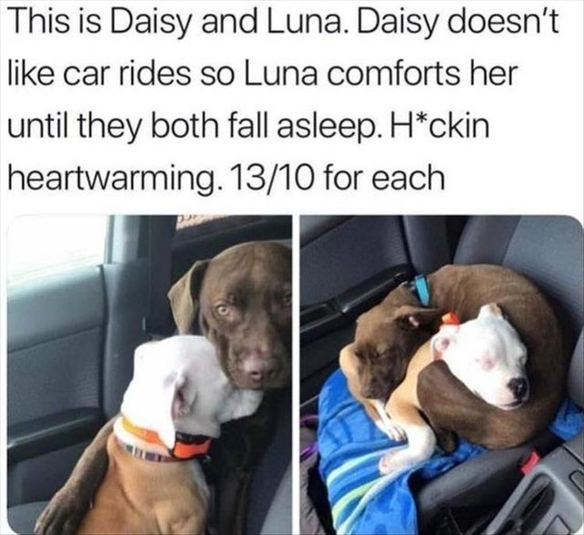funny memes that will make your day - This is Daisy and Luna. Daisy doesn't car rides so Luna comforts her until they both fall asleep. Hckin heartwarming. 1310 for each
