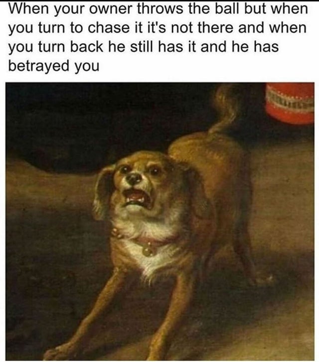 history memes - classic animal memes - When your owner throws the ball but when you turn to chase it it's not there and when you turn back he still has it and he has betrayed you