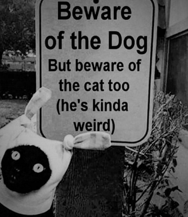 four corners - Beware of the Dog But beware of the cat too he's kinda weird