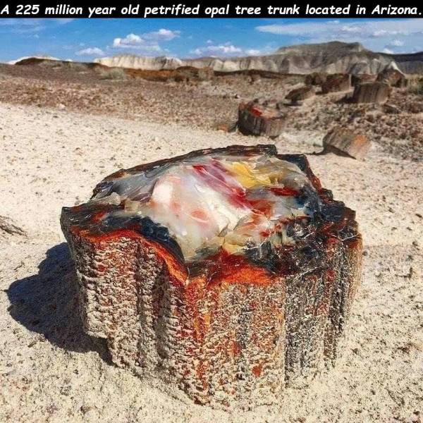 petrified opal tree trunk - A 225 million year old petrified opal tree trunk located in Arizona.