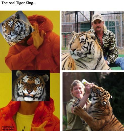 steve irwin death - The real Tiger King... For the ter nos lo to