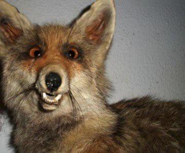 cursed - bad stuffed fox