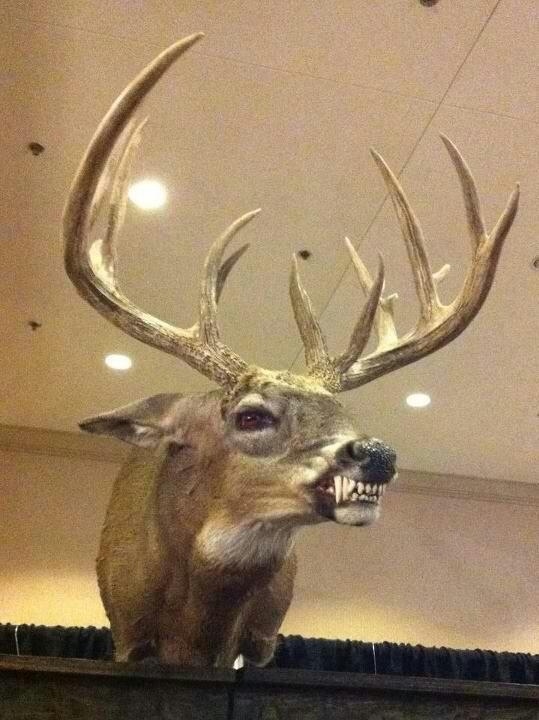 cursed - bad taxidermy deer