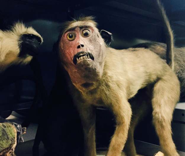 cursed - macaque