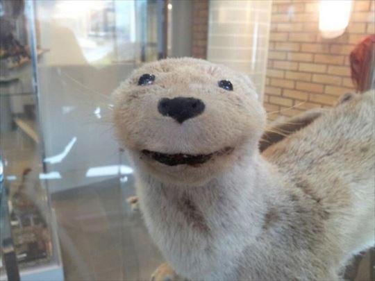 cursed - badly taxidermied animals