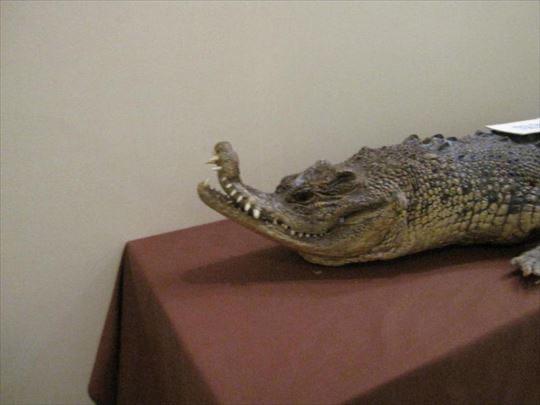 cursed - nile crocodile