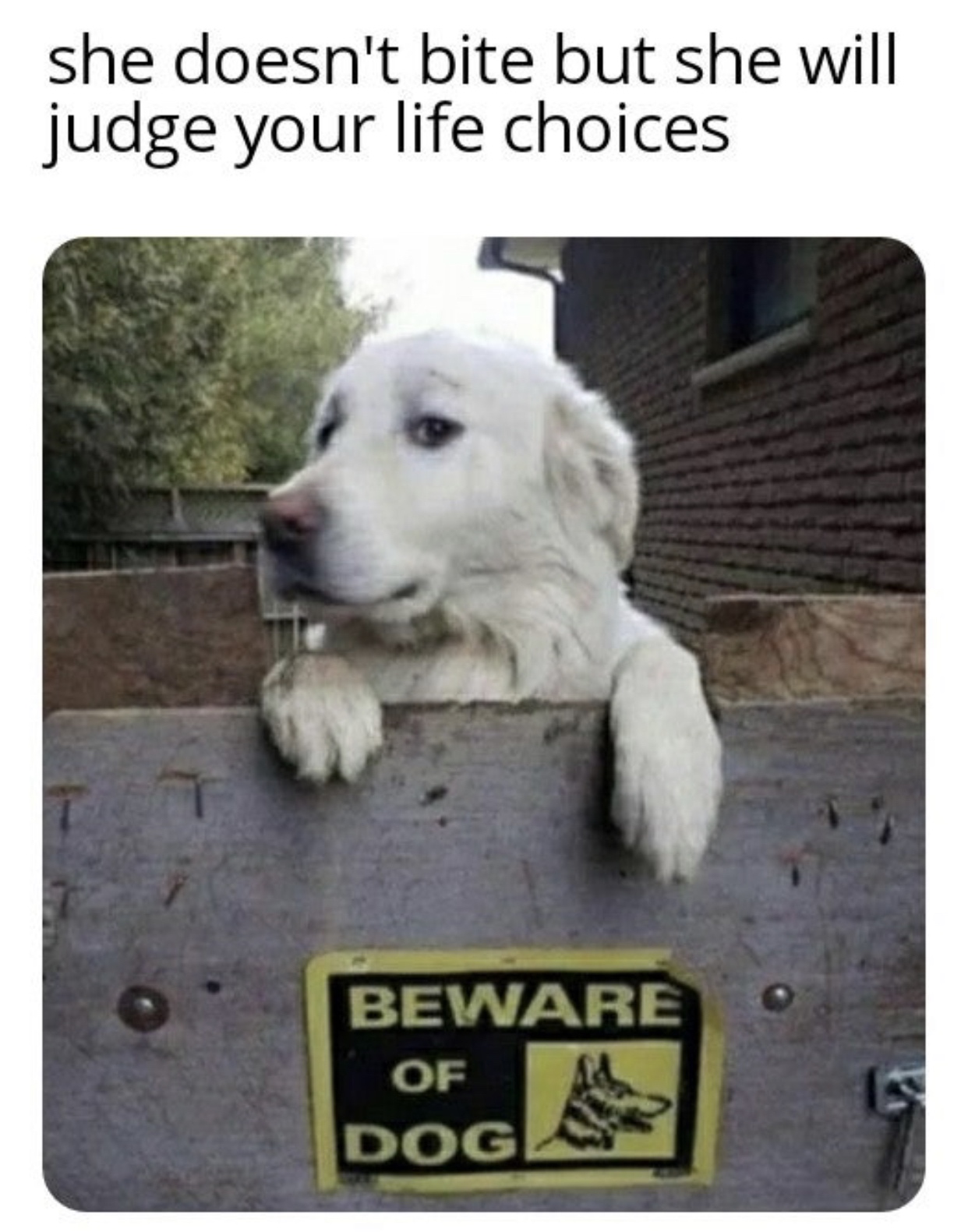 funny memes and tweets - maybe i will bite maybe i wont dog meme - she doesn't bite but she will judge your life choices Beware Of Doga