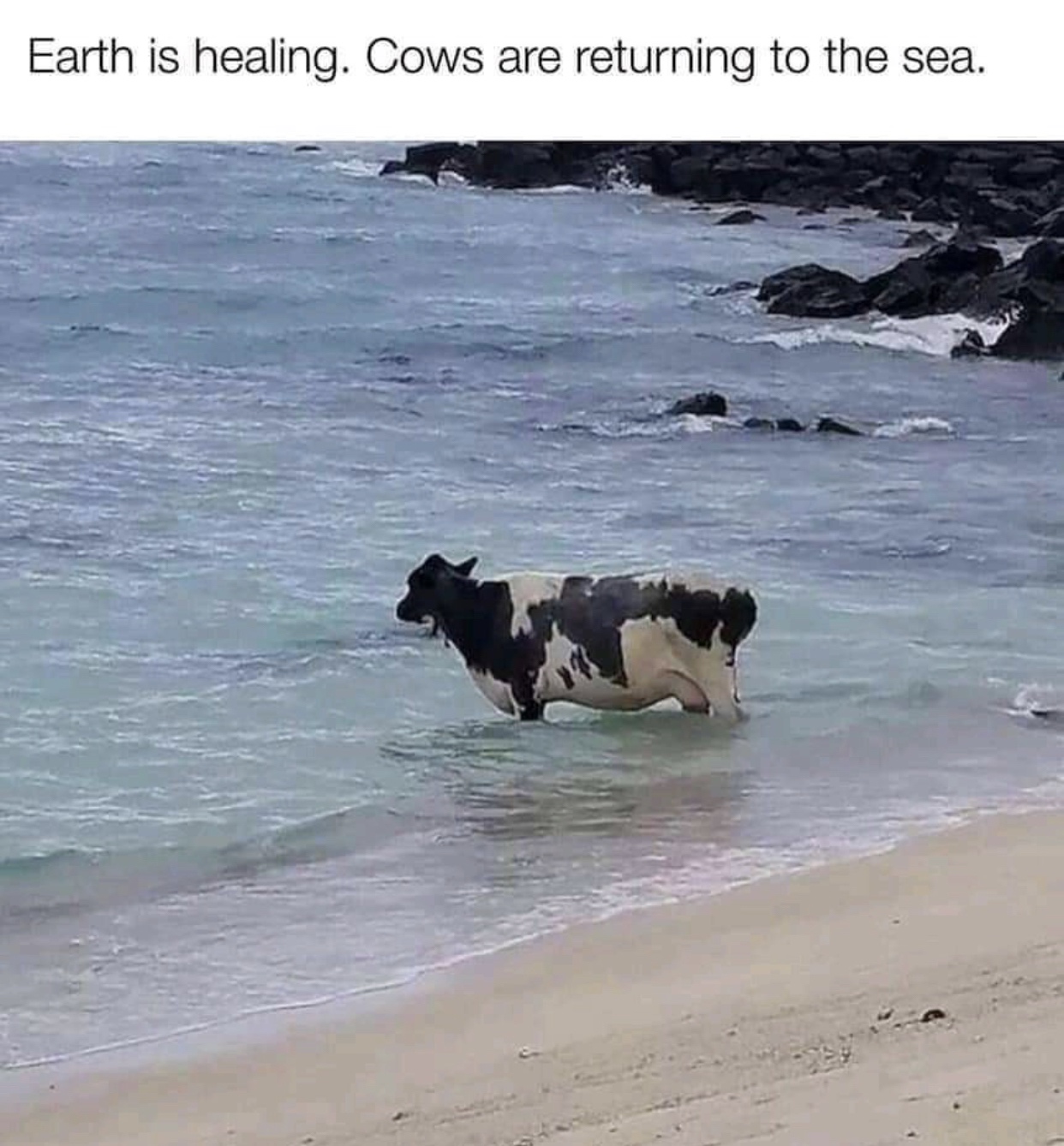 funny memes and tweets - beach - Earth is healing. Cows are returning to the sea.